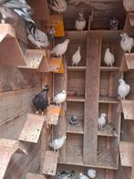 Tipplers, hoogvliegers Amsterdamse tipplers, sierduiven, Dieren en Toebehoren, Meerdere dieren