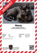 VERMIST, Kat