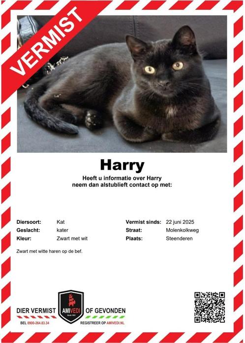 VERMIST, Dieren en Toebehoren, Vermiste en Gevonden Dieren, Kat