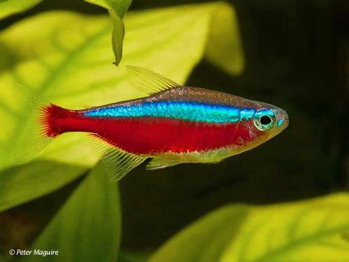Kardinaaltetra's gezocht, Dieren en Toebehoren, Vissen | Aquariumvissen, Vis