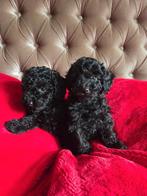 Toy poedel puppys 8weken oud klaar om te  verhuizen, Dieren en Toebehoren, Poedel, Reu, 8 tot 15 weken, Meerdere