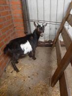 Mooie bok, Mannelijk, Geit