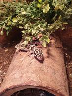 Baardagamen, Pythons, Rattenslangen, Luipaardgekkos en meer, Dieren en Toebehoren, Reptielen en Amfibieën, Overige soorten, Met terrarium