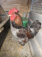 Barnevelder hanen (zilergezoomd en bruingezoomd), Dieren en Toebehoren, Pluimvee, Mannelijk, Kip