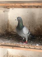 Postduiven, Meerdere dieren, Postduif