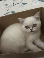 Britse KortHaar, Poes, Kortharig, 0 tot 2 jaar
