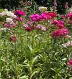 Duizendschoon mix zaden, Ophalen of Verzenden, Volle zon