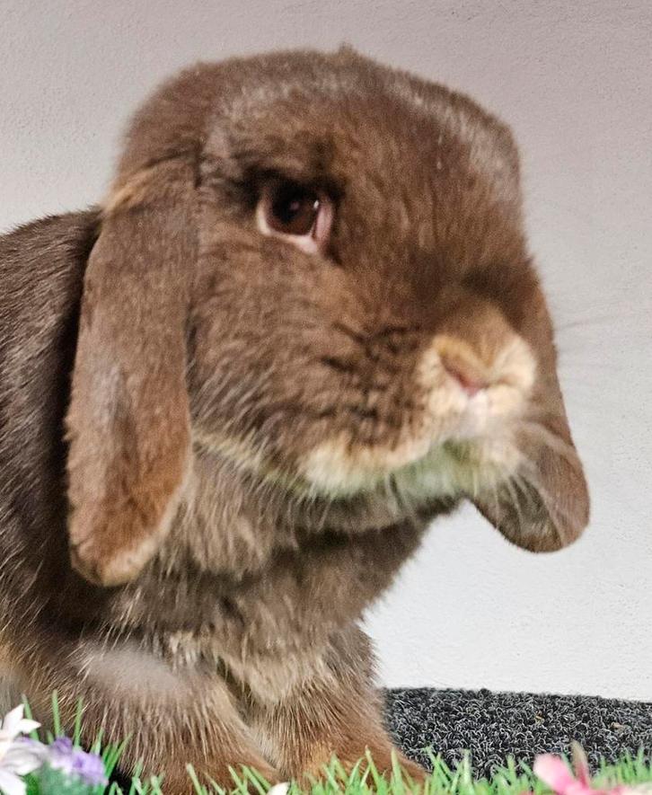 Super leuke  minilop hangoordwerg, Dieren en Toebehoren, Konijnen, Dwerg, Vrouwelijk, 0 tot 2 jaar