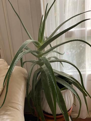 Grote Aloe Vera plant - luchtzuiverend! beschikbaar voor biedingen