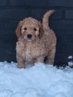 Goldendoodle multigen 5 reutjes mogen verhuizen, Dieren en Toebehoren, Honden | Retrievers, Spaniëls en Waterhonden, Overige rassen