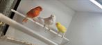 3 kanaries, Dieren en Toebehoren, Meerdere dieren, Kleurkanarie