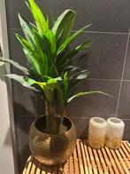 Kunstplant Dracaena Fragrans, Ophalen, Zo goed als nieuw