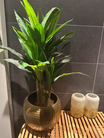 Kunstplant Dracaena Fragrans beschikbaar voor biedingen