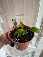 Philodendron Deflexum - Makkelijke kamerplant, Ophalen of Verzenden