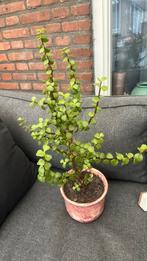 Crassula, Ophalen of Verzenden