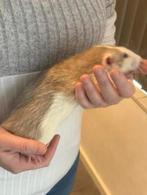 2 super lieve tamme rex rat mannen beschikbaar, zsm ophalen, Dieren en Toebehoren, Knaagdieren, Rat, Mannelijk, Mei, Tam