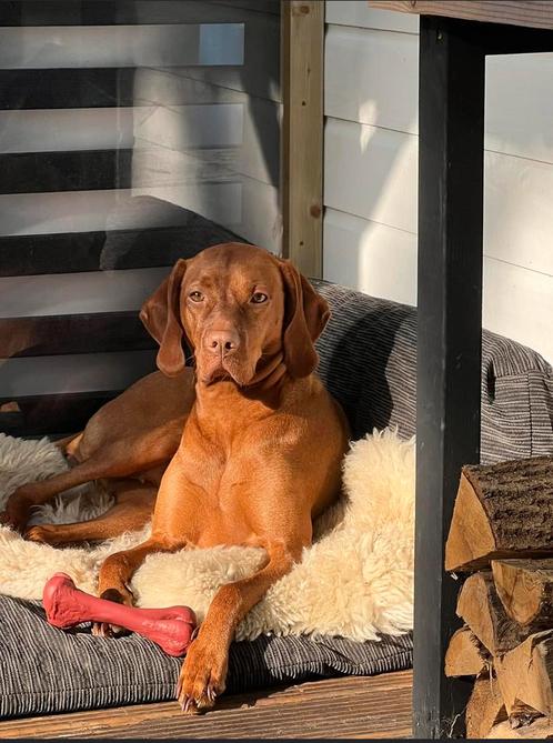 Raszuivere Vizsla pups, 4 teefjes 1 reu zoeken een huisje, Dieren en Toebehoren, Honden | Setters en Staande honden, Meerdere dieren