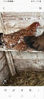 Prachtig Krielhennetje, Vrouwelijk, Kip