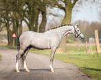 Super knappe welsh B ruin, Dieren en Toebehoren, Ruin, Zadelmak, B pony (1.17m tot 1.27m), 3 tot 6 jaar
