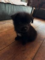 Pomsky F2 x shih-tzu pups te koop, Dieren en Toebehoren, Honden | Poolhonden, Keeshonden en Oertypen, Meerdere, Nederland, Particulier