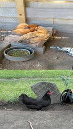 Mooie jonge krielkippen!, Dieren en Toebehoren, Pluimvee, Meerdere dieren, Kip