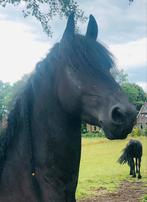 3-jarige Friese ster merrie., Dieren en Toebehoren, Merrie