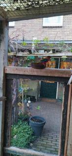 Turquoisine parkiet., Parkiet