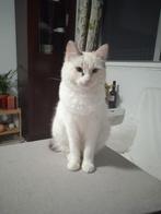 MJM Dogs Foundation: Martina nog beschikbaar, Dieren en Toebehoren, Meerdere dieren, Langharig, 0 tot 2 jaar