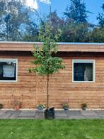 Amberboom 'liquidambar styraciflua', Tuin en Terras, Planten | Bomen, In pot, Bloeit niet, Halfschaduw, Overige soorten
