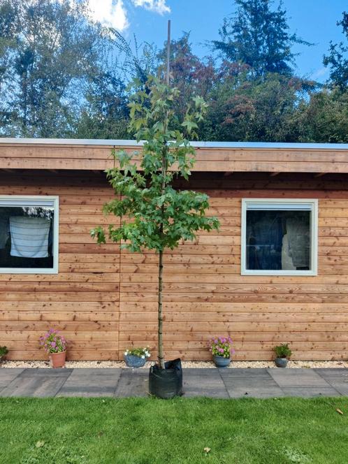 Amberboom 'liquidambar styraciflua', Tuin en Terras, Planten | Bomen, Overige soorten, Halfschaduw, Bloeit niet, In pot, Ophalen of Verzenden