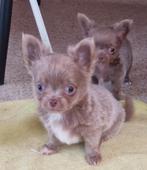 Twee reutjes chihuahua geboren op 12 -01-2024, Dieren en Toebehoren, Honden | Chihuahua's en Gezelschapshonden, Particulier, Meerdere