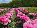 (Actie) klein blijvende rhododendron, Ophalen of Verzenden, Voorjaar, Halfschaduw