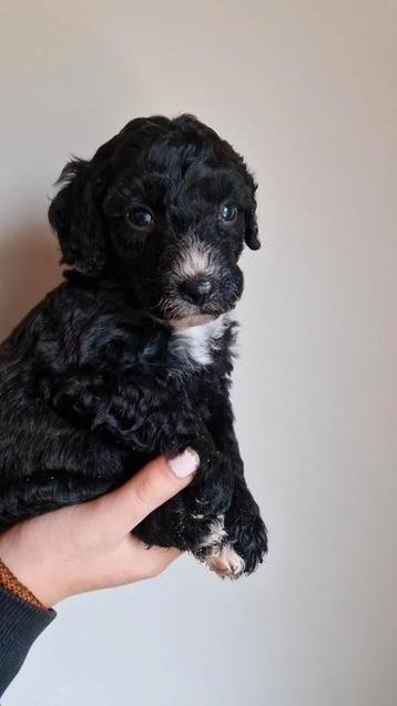 Bernedoodle / toypoedel puppy  beschikbaar voor biedingen