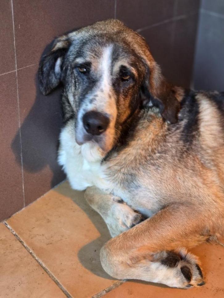 ACE: Cinderella, zachtaardige hond met een kalm karakter, Dieren en Toebehoren, Honden | Bulldogs, Pinschers en Molossers, Teef