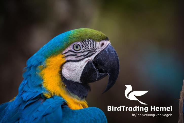 1-1 Ara maracana, Dieren en Toebehoren, Vogels | Parkieten en Papegaaien, Papegaai, Meerdere dieren