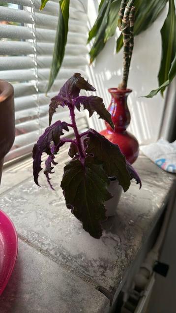 kamerplanten beschikbaar voor biedingen