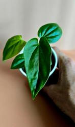 Anthurium balaoanum – babyplant, Ophalen of Verzenden, Overige soorten, Minder dan 100 cm