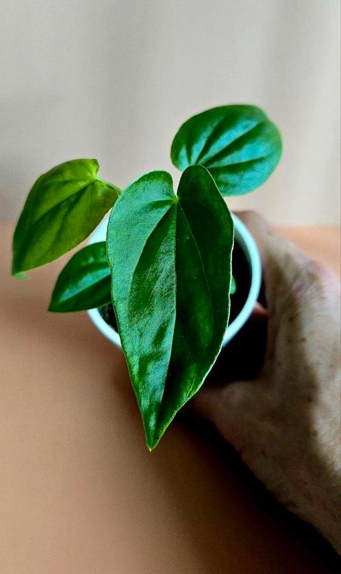 Anthurium balaoanum – babyplant, Huis en Inrichting, Kamerplanten, Overige soorten, Minder dan 100 cm, Ophalen of Verzenden