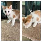 Lieve rode kittens, Dieren en Toebehoren, Katten en Kittens | Overige Katten, Meerdere dieren, 0 tot 2 jaar