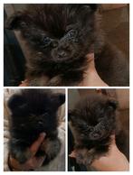 Mooie raszuivere pomeriaan mini pups mogen het nest verlaten, Dieren en Toebehoren, Honden | Poolhonden, Keeshonden en Oertypen