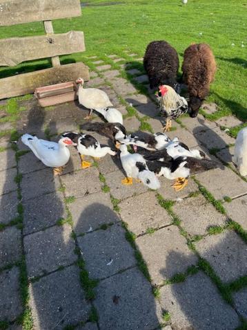 Muskuseenden beschikbaar voor biedingen
