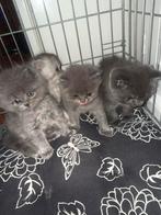 Brits korthaar kittens 4, Dieren en Toebehoren, Katten en Kittens | Overige Katten, Kortharig, 0 tot 2 jaar