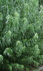 **GOEDKOOP** Salix viminalis, katwilg, inheems, Tuin en Terras, Planten | Struiken en Hagen, Ophalen of Verzenden, Overige soorten