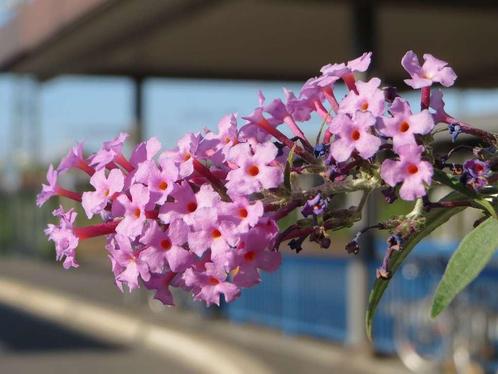 Restpartij 6 stuks roze smalle vlinderstruiken, Tuin en Terras, Planten | Struiken en Hagen, Overige soorten, Minder dan 100 cm