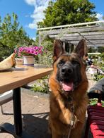 Hondenoppas gezocht voor onze Duitse herder, Diensten en Vakmensen, Dieren | Honden | Verzorging, Oppas en Les, Pension of Dagopvang