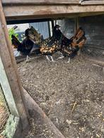 Hollandse hoen kippen Groot Ras, Dieren en Toebehoren, Pluimvee, Vrouwelijk, Kip