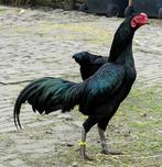 Tuzo of kriel Shamo, Dieren en Toebehoren, Pluimvee, Meerdere dieren, Kip