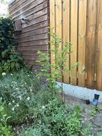 Krentenboom (Amelanchier) – ca. 100 cm hoog, Ophalen, Lente