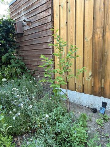 Krentenboom (Amelanchier) – ca. 100 cm hoog beschikbaar voor biedingen
