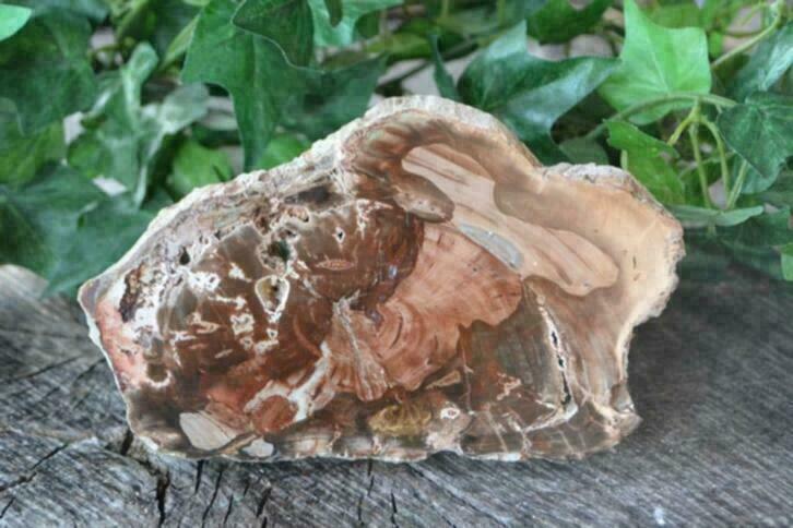 Versteend hout (nr 11), Nieuw, Ophalen of Verzenden, Nvt, Nvt
